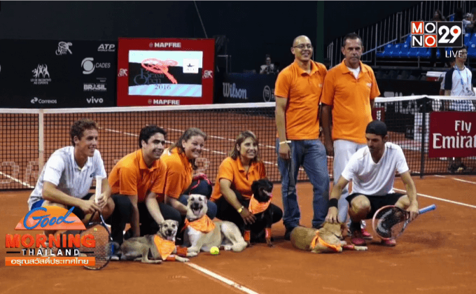 เทนนิสที่บราซิลให้สุนัขรับบท “เด็กเก็บบอล”