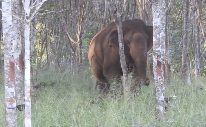 ช้างป่าทองผาภูมิออกหากิน-ทำลายทรัพย์สิน