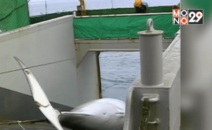 ญี่ปุ่นส่งเรือล่าวาฬไปแอนตาร์กติก