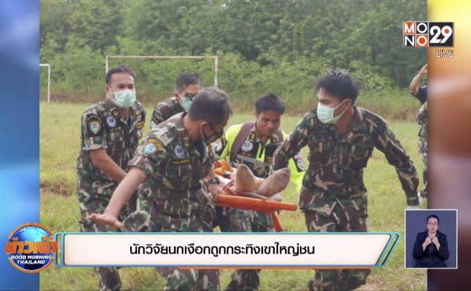 นักวิจัยนกเงือกถูกกระทิงเขาใหญ่ชน