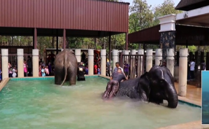 พาช้างลงอ่างจากุซซี่คลายร้อน
