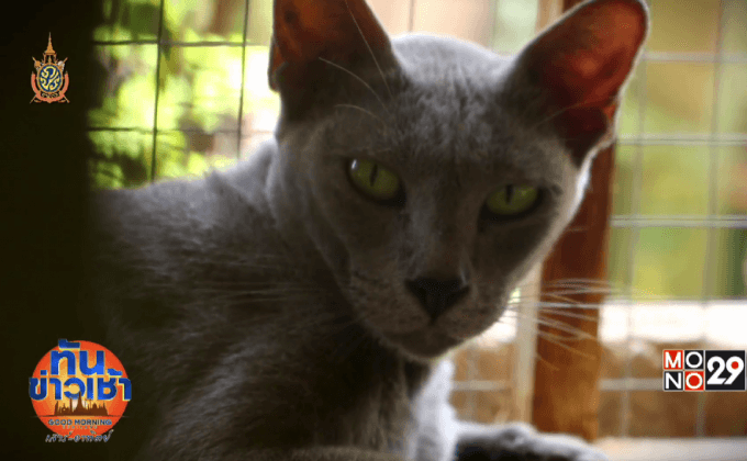 ภารกิจต่อลมหายใจแมวไทยพันธุ์แท้