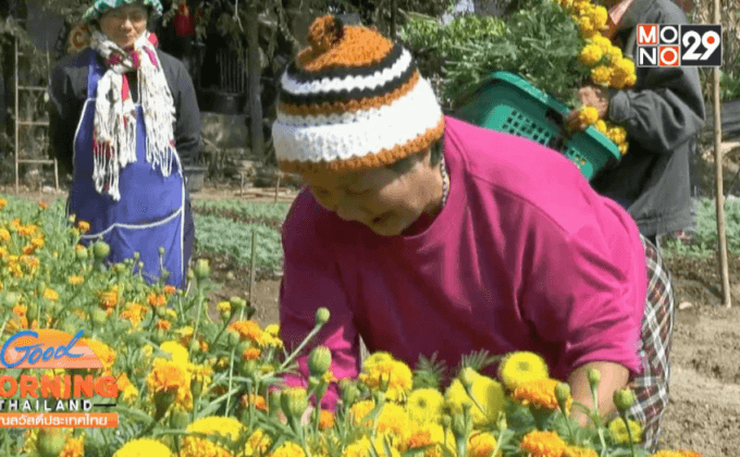 ปลูกดาวเรือง ขายรับตรุษจีน งานธาตุพนม
