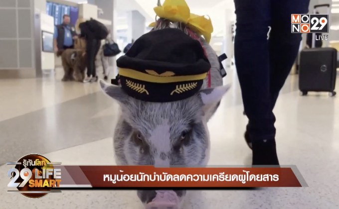 29 Life Smart : หมูน้อยนักบำบัดลดความเครียดผู้โดยสาร