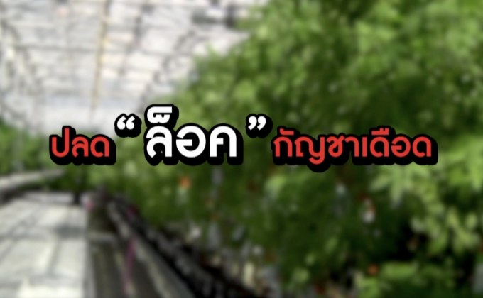​The Morning – จับตาสิทธิบัตร “กัญชา”หวั่นต่างชาติได้ประโยชน์