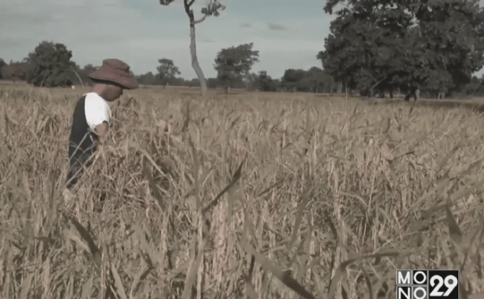 หนุ่มสุรินทร์ เกี่ยวข้าวเตรียมบริจาคโรงทานสนามหลวง