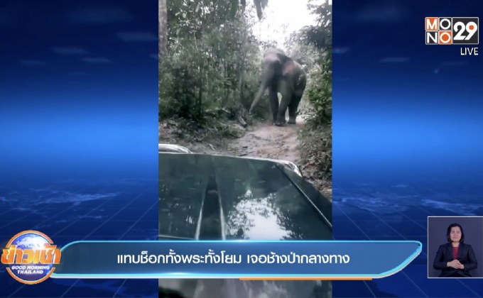 แทบช็อกทั้งพระทั้งโยม เจอช้างป่ากลางทาง