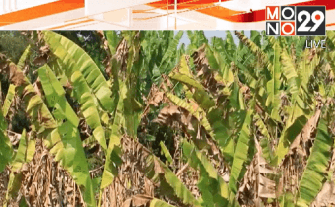 ชาวสวนกล้วยไข่ เร่งหาน้ำหลังภัยแล้ง