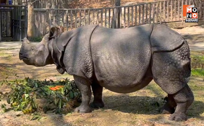 “สวนสัตว์เชียงใหม่” แจ้งข่าวเศร้า แรด “กาลิ” ชราตายแล้ว ปิดตำนานแรดอินเดียตัวเดียวในไทย