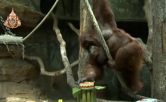 ฉลองวันเกิดครบรอบ 50 ปี อุรังอุตังชื่อดังในฝรั่งเศส