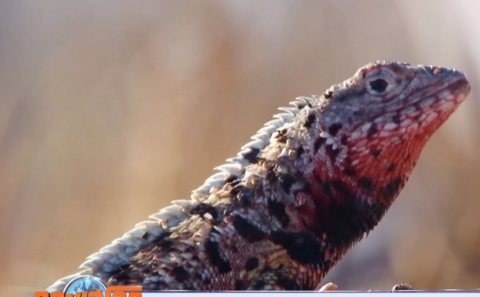 รายงานชี้สัตว์-พืชเสี่ยงสูญพันธุ์ เพราะมนุษย์