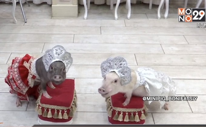 ​ชาวรัสเซียนิยมเลี้ยงหมูแคระต้อนรับปีกุน