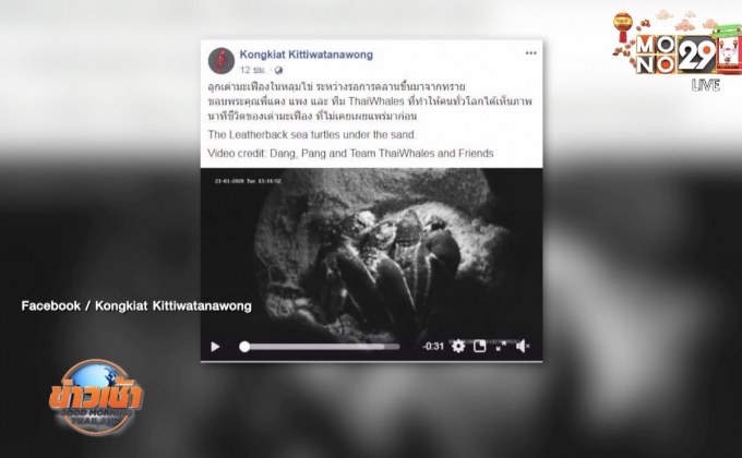 นาทีชีวิตเต่ามะเฟืองรังที่ 2