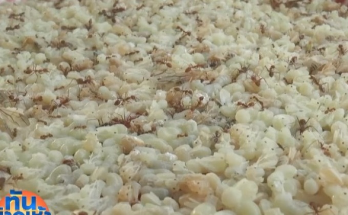 แล้งหนักไข่มดแดงหายากราคาพุ่ง