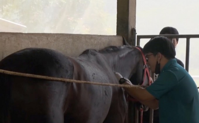 ห้ามเคลื่อนย้ายม้าป้องกันกาฬโรคฯ ระบาด