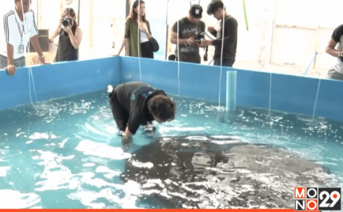 สัตวแพทย์เร่งช่วยปลากระเบนราหู