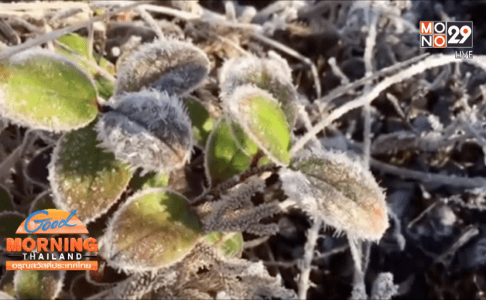 เหมยขาบโผล่แล้ว ที่ดอยอินทนนท์