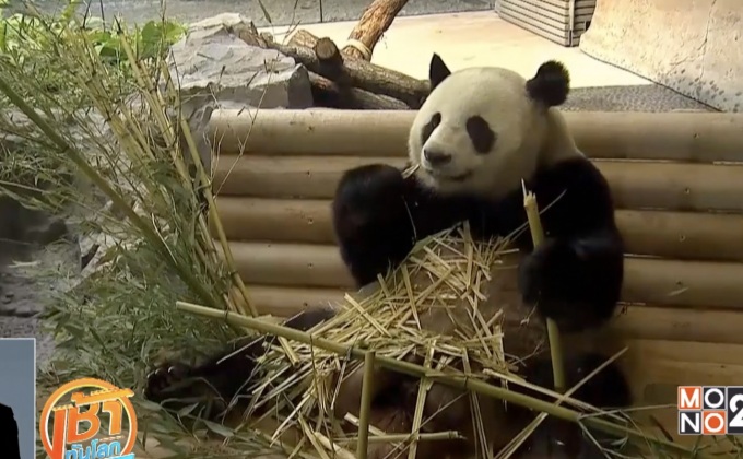 “ทูตแพนด้า” กระชับสัมพันธ์จีน-เยอรมนี