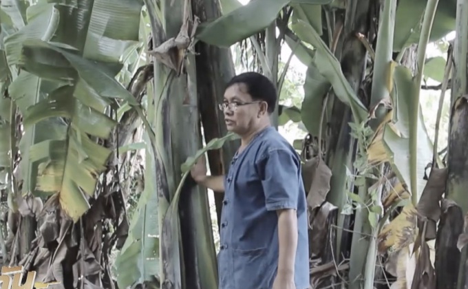 คัดต้นกล้วย ประดับพิธีถวายพระเพลิงพระบรมศพ