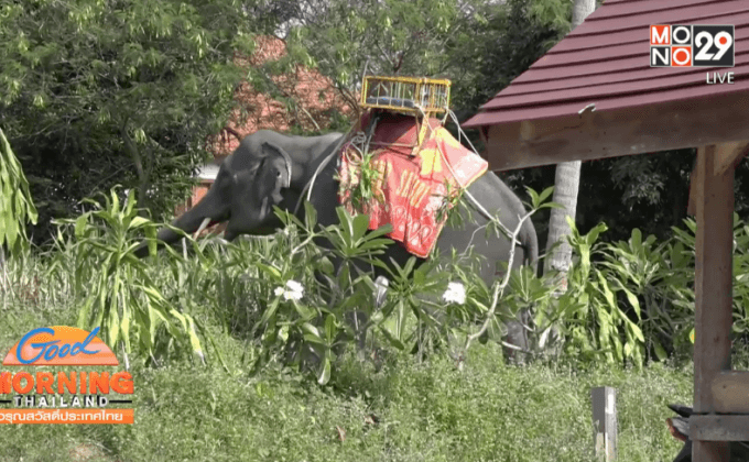 ช้างเกาะสมุยตกมัน ไล่แทงนักท่องเที่ยวเสียชีวิต 1ราย