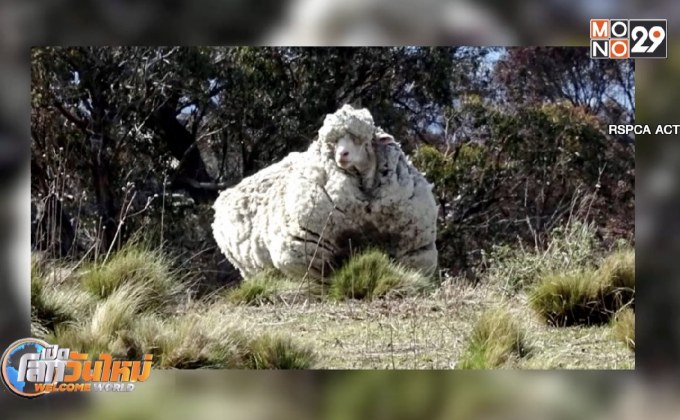 แกะขนหนาที่สุดในโลกเสียชีวิต