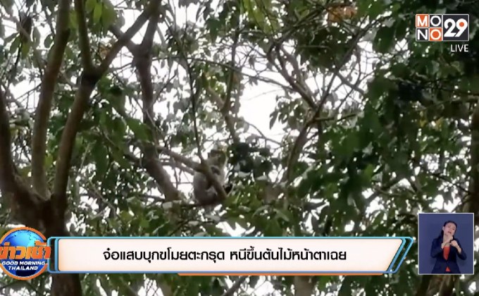 จ๋อแสบบุกขโมยตะกรุด หนีขึ้นต้นไม้หน้าตาเฉย