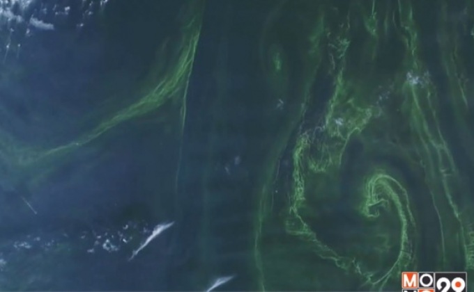 ปรากฎการณ์ “สาหร่ายสะพรั่ง” ในโอมาน