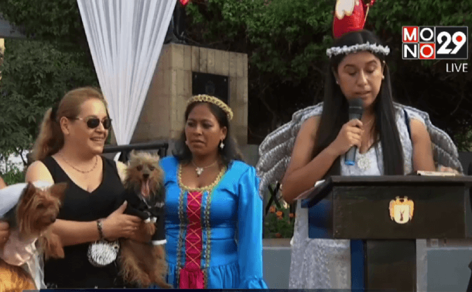 งานวิวาห์สัตว์เลี้ยงในเปรู