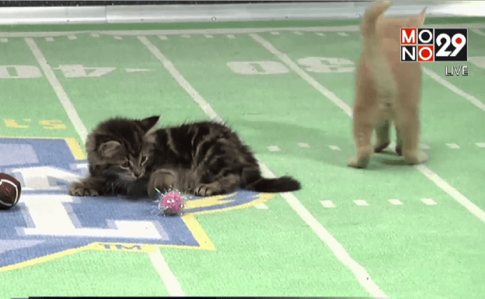 การแข่งขันซุปเปอร์โบวล์แมวจากฮอลมาร์ก สหรัฐฯ