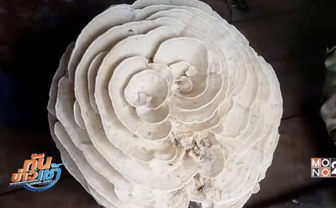 ตะลึ่ง! เห็ดยักษ์รูปร่างประหลาด 