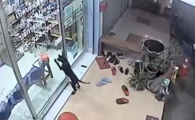 สุนัขแสนรู้ตะกายกระจก เรียกขอความช่วยเหลือ