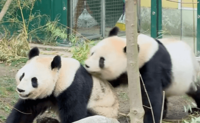 แพนด้าผสมพันธุ์กันที่สวนสัตว์ในออสเตรีย