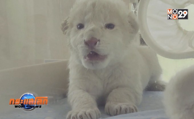 สิงโตสายพันธุ์หายากให้กำเนิดลูกแฝดในจีน