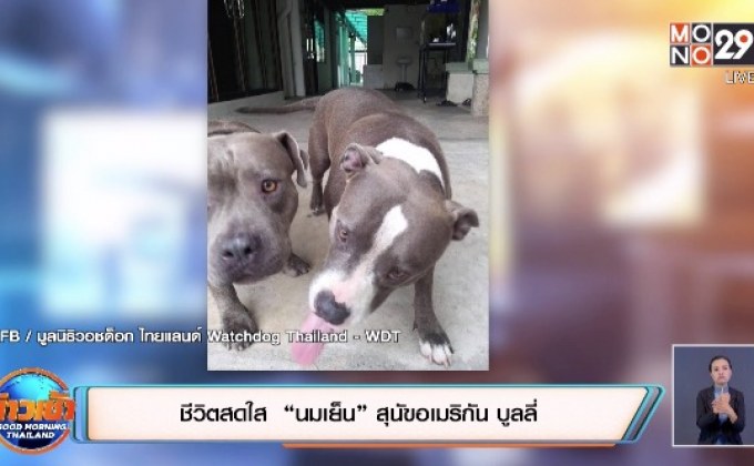 ชีวิตสดใส “นมเย็น” สุนัขอเมริกัน บูลลี่