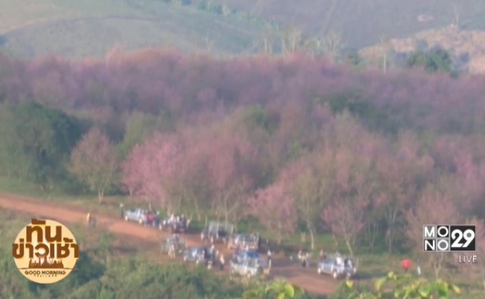 สัมผัสอากาศเย็น-ชมดอกพญาเสือโคร่ง ภูลมโล จ.พิษณุโลก