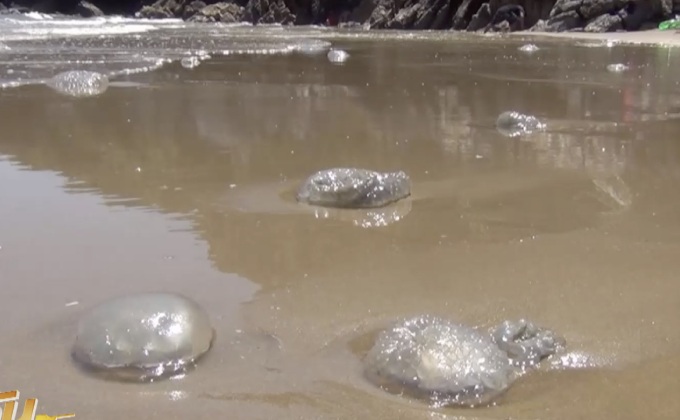 ห้ามเล่นน้ำทะเลปราณบุรี หลังพบแมงกะพรุนจำนวนมาก