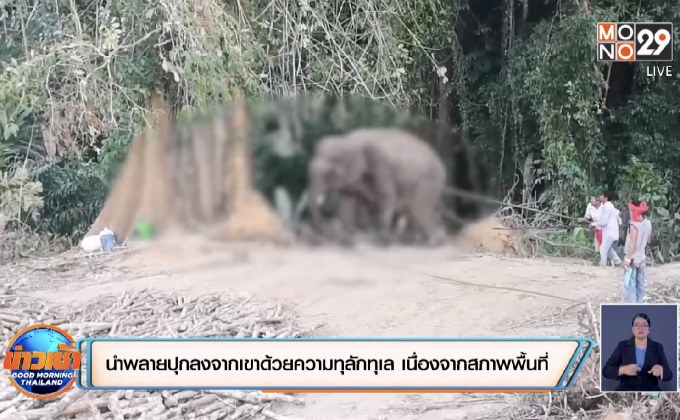 ช้างคลั่งทำร้ายเจ้าของ คาดเกิดอาการหวงตัวเมีย