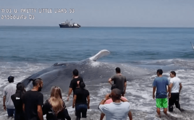 พบวาฬเกยตื้นที่ชายหาดในชิลี