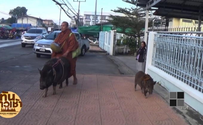 น่ารัก สองหมูป่า เดินตามพระบิณฑบาต