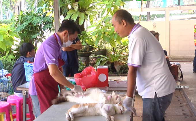 กทม.ฝังชิพสุนัข 10 ปี ได้ 1 แสนตัว