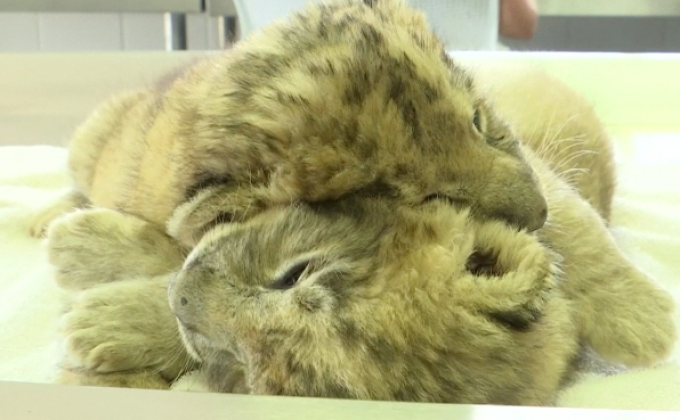 ลูกสิงโตคู่แรกของโลกที่เกิดจากการผสมเทียม