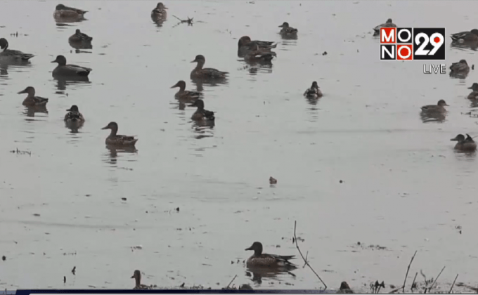 นกอพยพในพื้นที่ชุ่มน้ำแคชเมียร์เริ่มลดลง