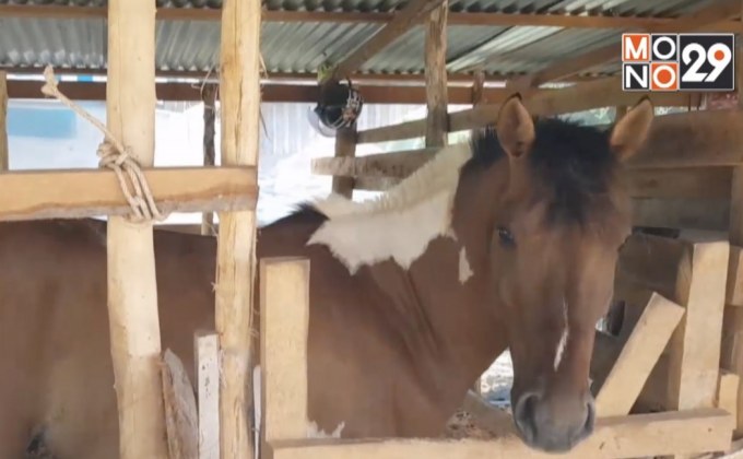 เตรียมฉีดวัคซีนป้องกันกาฬโรคม้าระบาด