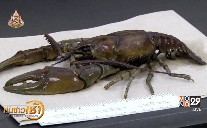 พบกุ้งเครย์ฟิชขนาดยักษ์ในสหรัฐฯ
