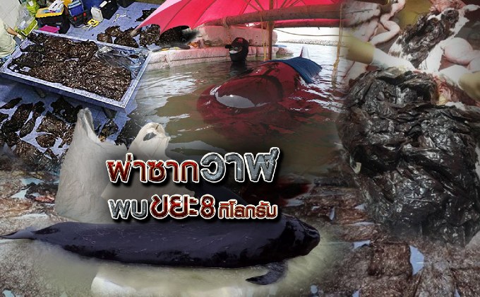 ผ่าซากวาฬพบขยะ 8 กิโลกรัม 05-06-61