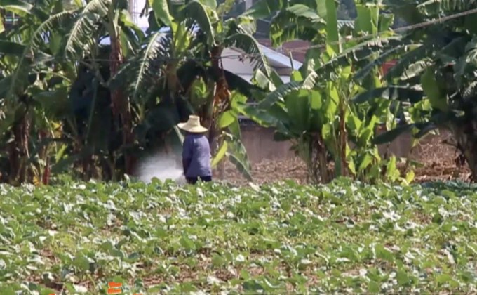 ราคาผักปรับสูงขึ้น ช่วงก่อนเทศกาลกินเจ