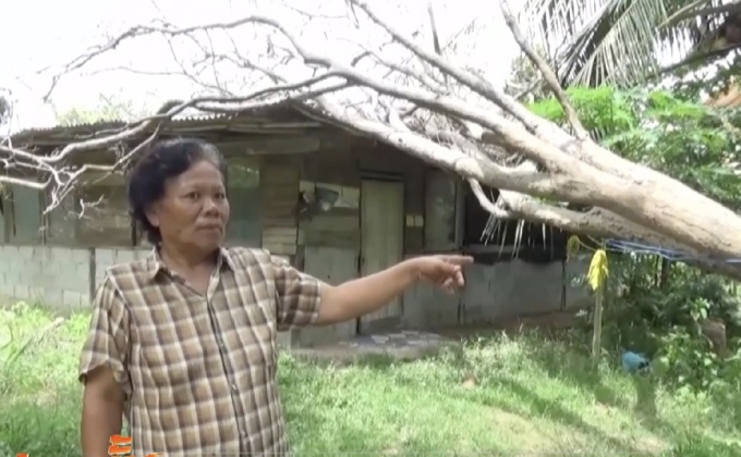 ต้นพะยูงทับบ้านนาน 3 เดือนไม่กล้าตัดกลัวถูกจับ