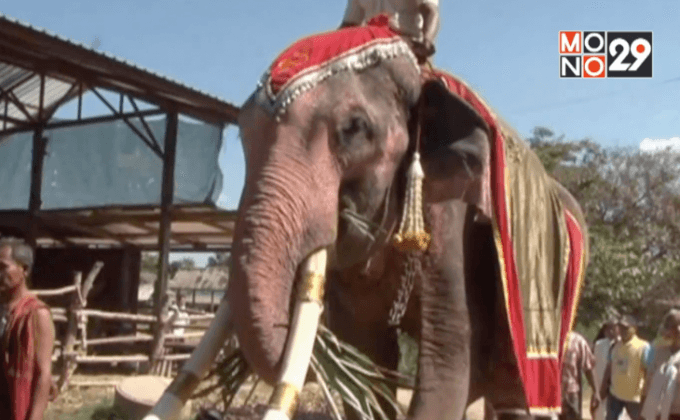 ” พลายทองใบ ” ช้างงายาวที่สุดได้รับอิสรภาพ