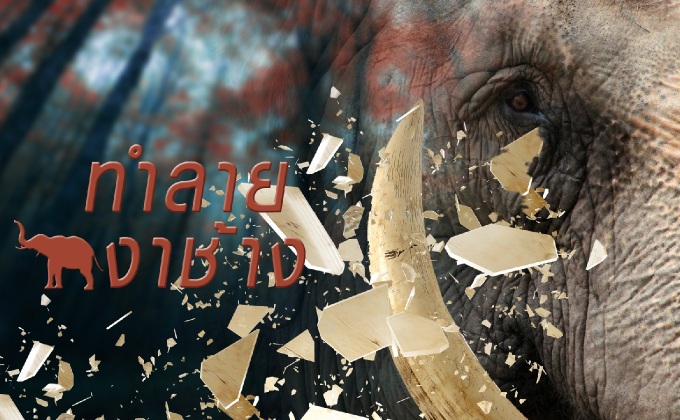 ทำลายงาช้างผิดกฎหมาย…ลดแรงกดดัน”ไซเตส”