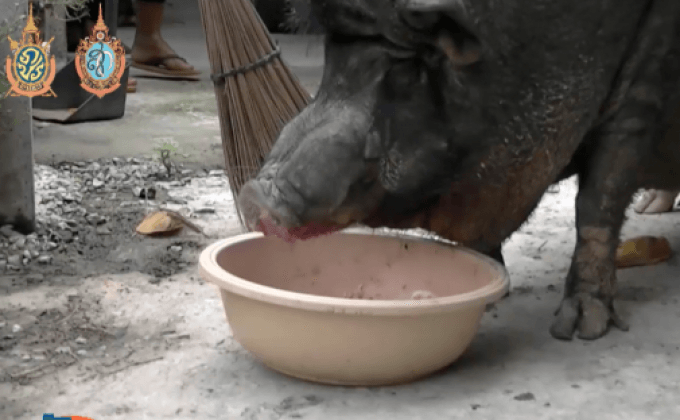หมูป่าแสนรู้ ชอบกินน้ำปั่นเป็นชีวิตจิตใจ